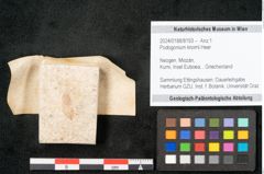 Foto (Objekt + Etikett) von Podogonium knorrii Heer (NHMW-GEO-2024-0188-8193)